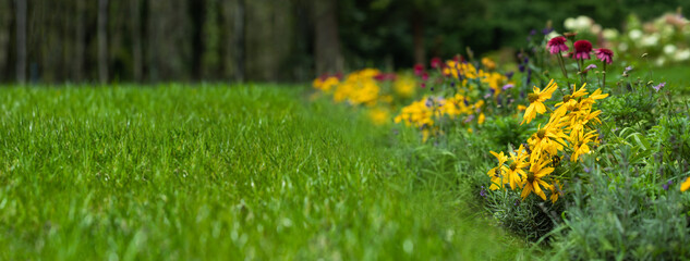 trawnik i łąka kwietna z bylin, rudbekie, jeżówki, przetacznik, flower meadow and lawn - obrazy, fototapety, plakaty