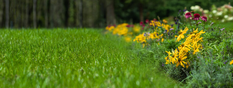 trawnik i łąka kwietna z bylin, rudbekie, jeż&oacute;wki, przetacznik, flower meadow and lawn