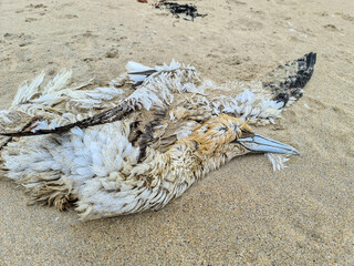 A dead Northern gannet, probably victim of avian influenza, Portnoo, County Donegal - Ireland