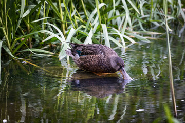 duck in the pond with reflection