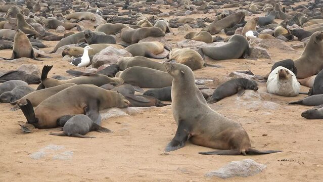 Rookery of fur seals and other marine animals on Valdes peninsula, Patagonia, Argentina, South America