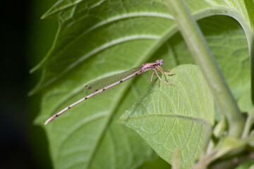 A close up or side shot of dragonfly resting on a blade of grass.