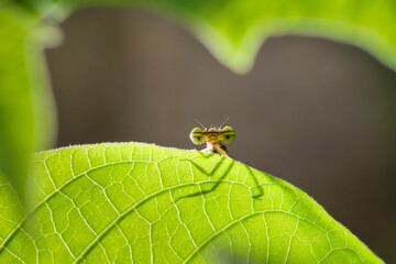 A close up or side shot of dragonfly resting on a blade of grass.
