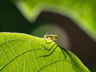A close up or side shot of dragonfly resting on a blade of grass.
