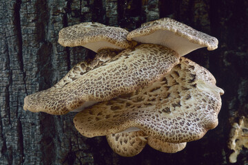 pheasant's back mushroom on a  lime tree