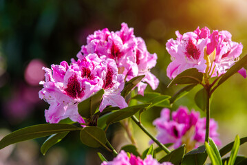 pink rhododendron blooms in the Botanical garden
