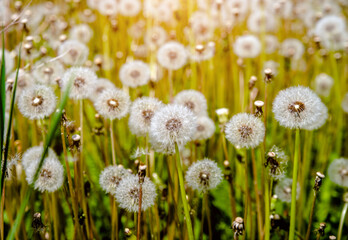 Fluffy dandelions in summer on green grass
