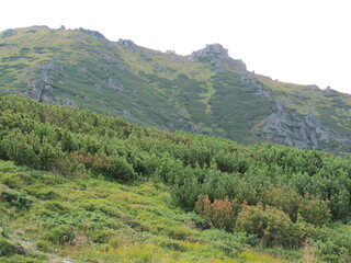 forest in the mountains