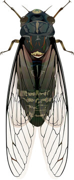 Meimuna opalifera ツクツクボウシ