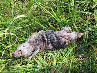 Brown Rat - also known as the common, street, sewer and wharf rat - is a widespread species of common rat. (Rattus norvegicus)