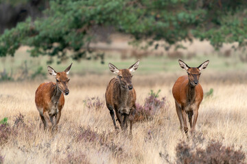 A group of Red deer (Cervus elaphus) in rutting season on the fields of National Park Hoge Veluwe...