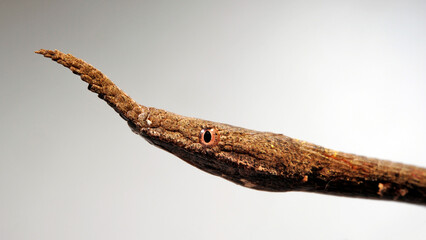 Madagascar leafnose snake // Blattnasennatter (Langaha nasuta, Langaha madagascariensis) - Female // Weibchen - obrazy, fototapety, plakaty
