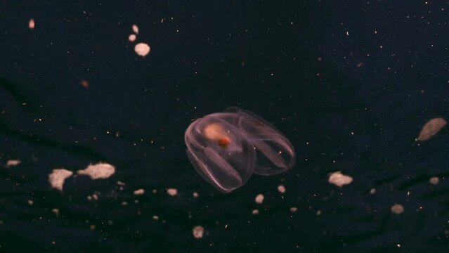 Night shot: glowing Spot Winged Comb Jelly, Jellyfish in coral reef of Caribbean Sea, Curacao