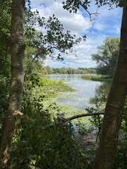 Beautiful natural landscape of Norfolk Broad lake East Anglia uk, view through trees to still tranquil waters reflecting trees and green reeds and growth on water in Summer with blue skies no people 