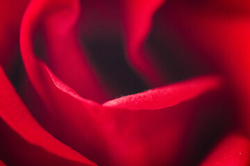 Macro shots of a rose flower petals and water drops