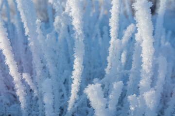 Grass covered with frost background.