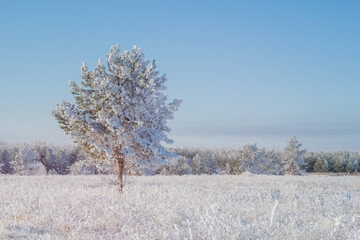 Winter landscape with a young pine tree covered with first snow.