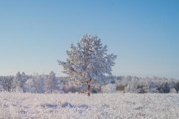 Winter landscape with a young small coniferous tree in the middle of a field.