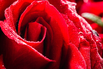 Macro shots of a rose flower petals and water drops