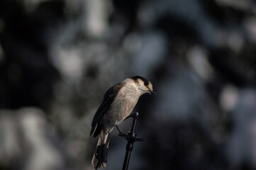bird on a branch