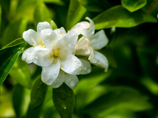 Bunch of Orange Jessamine Flowers Blooming