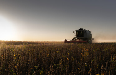 Fototapeta premium Harvesting of soybean field with combine.