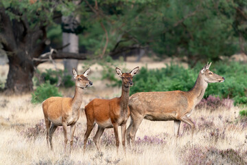 A group of Red deer (Cervus elaphus) in rutting season on the fields of National Park Hoge Veluwe in the Netherlands. Forest in the background.                  