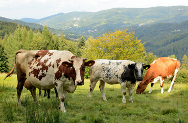 Krowy na górskim pastwisku