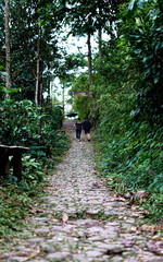 Fototapeta premium Path in the Woods