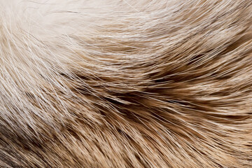 Animal fur close up. Background of gray sable and red fox or chinchilla wool, pile fur texture.