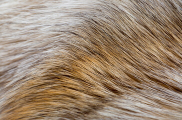 Animal fur close up. Background of gray sable and red fox or chinchilla wool, pile fur texture.