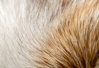 Animal fur close up. Background of gray sable and red fox or chinchilla wool, pile fur texture.