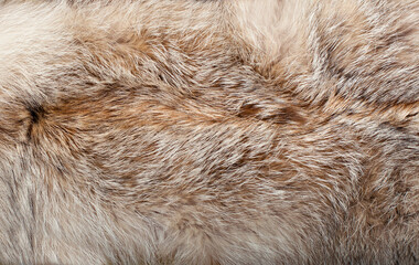 Black fox fur close up. Background of gray animal fur chinchilla, texture of fur pile.