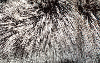 Black fox fur close up. Background of gray animal fur chinchilla, texture of fur pile.