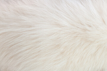 White animal fur. Weasel or cat hair. Fur clothes, white fur coat close up. - Powered by Adobe