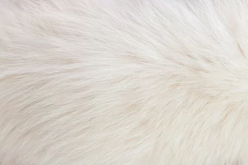 Fotobehang White animal fur. Weasel or cat hair. Fur clothes, white fur coat close up. © Vera