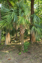 a palm tree with large green leaves and a brown trunk
