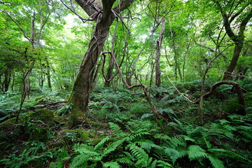 old trees and vines in wild summer forest