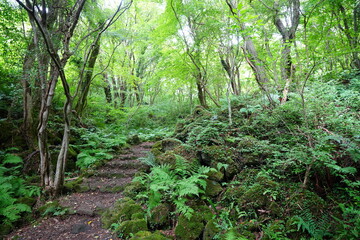 mossy rocks and old trees in thick wild forest