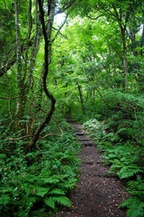 path through dense summer forest