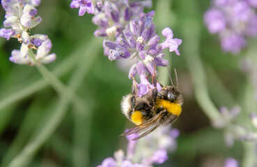 A bine on a lavender blossom