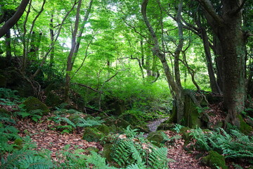 old trees and rocks in wild forest