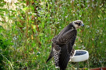 A close up on a small grey hawk or other bird sitting on a small gravel stand in the middle of a vast field, meadow or pastureland seen grazing on a sunny summer day in Poland