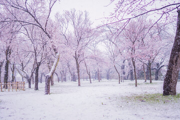 frozen pink