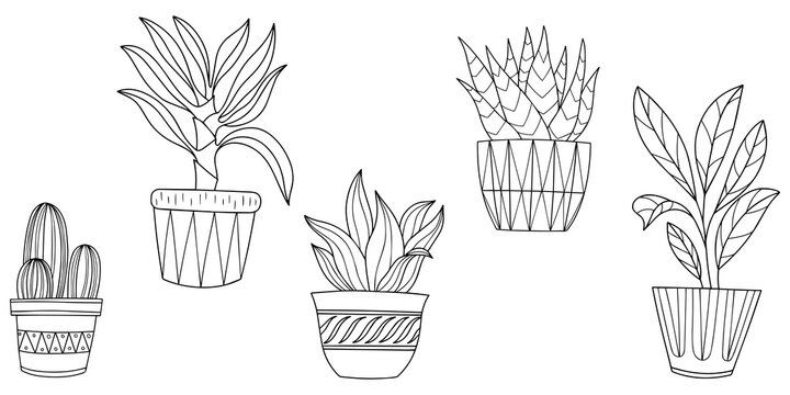 Hand drawn doodle. Houseplants collection. Png interior plants in pots. Png illustration set