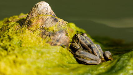A frog in the swamps of the danube delta