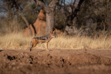 A jackal searching for prey in the grasslands of the Kalahari Desert in Namibia.