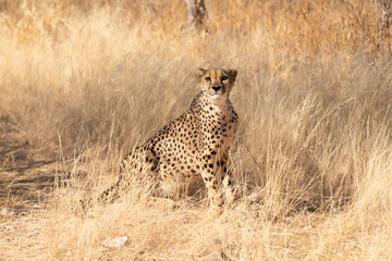 cheetah in the African savannah waiting for prey Namibia.