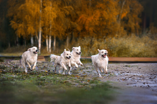four happy golden retriever dogs running outdoors in autumn