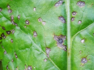 Cercospora beticola disease in the beet field destroys the crop